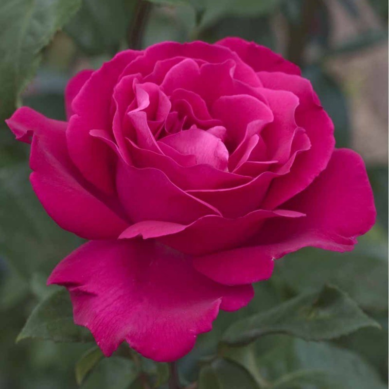 Tējhibrīdroze "Velasquez"