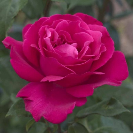 Tējhibrīdroze "Velasquez"