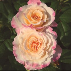 Tējhibrīdroze "Aquarell"