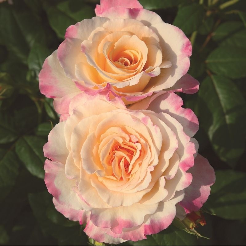 Tējhibrīdroze "Aquarell"