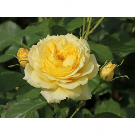 Floribundroze "China Girl"