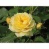 Floribundroze "China Girl"