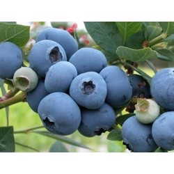 Vēlā krūmmellene...