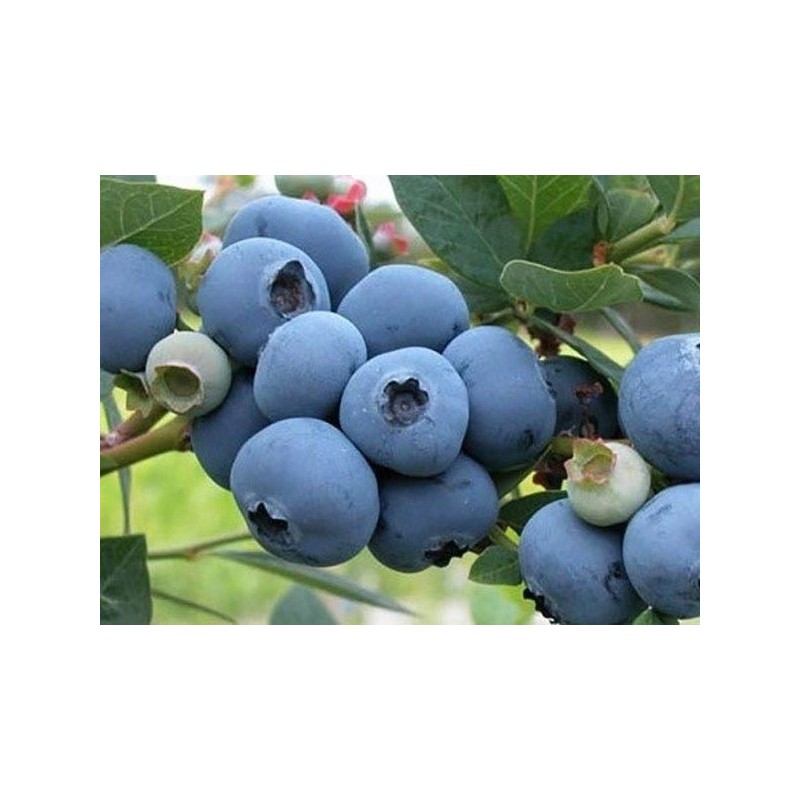 Vēlā krūmmellene ,,Nelson,,- stāds 40-60cm.