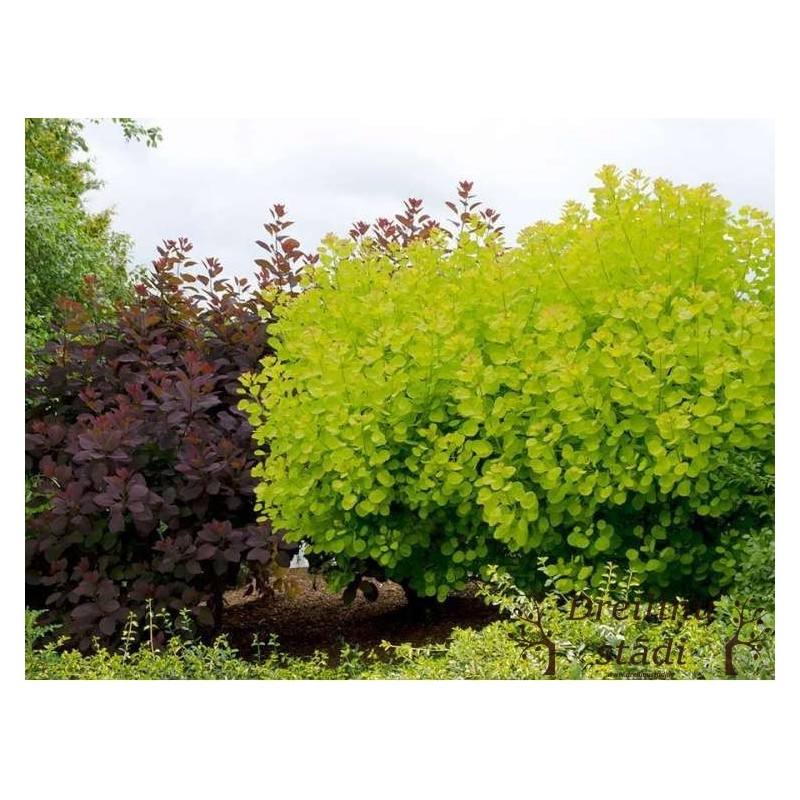 Parūkkoks ,,Golden Lady,,- Cotinus coggyria ,,Golden Lady,,- C5 kont..