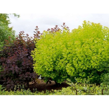 Parūkkoks ,,Golden Lady,,- Cotinus coggyria ,,Golden Lady,,- C5 kont..