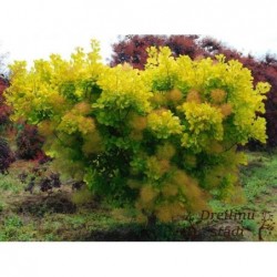 Parūkkoks ,,Golden Lady,,- Cotinus coggyria ,,Golden Lady,,- C5 kont..