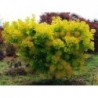 Parūkkoks ,,Golden Lady,,- Cotinus coggyria ,,Golden Lady,,- C5 kont..