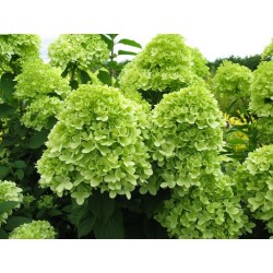 Skarainā hortenzija ,,Little Lime,,- C5 kont.