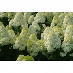 Skarainā hortenzija ,,Little Lime,,- C5 kont.