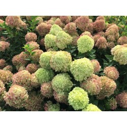 Skarainā hortenzija ,,Little Lime,,- C5 kont.