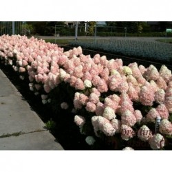 Skarainā hortenzija...