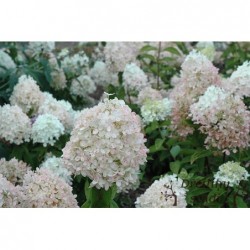 Skarainā hortenzija ,,Magical Sweet Summer,,- C5 kont.