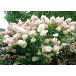 Skarainā hortenzija ,,Magical Sweet Summer,,- C5 kont.