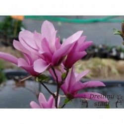 Magnolija ,,Betty,, -2...