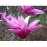 Magnolija ,,Betty,, -2 gadīgs stāds.