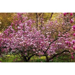 Magnolija ,,Betty,, -2 gadīgs stāds.