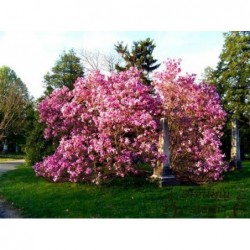 Magnolija ,,Betty,, -2 gadīgs stāds.