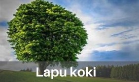 Lapu koki