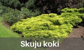 Skuju koki