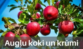 Augļu koki un krūmi