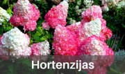Hortenzijas