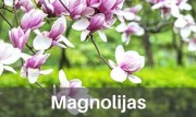 Magnolijas