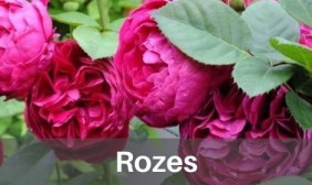 Rozes