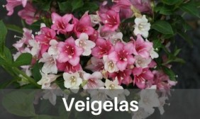 Veigelas