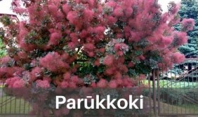 Parūkkoki