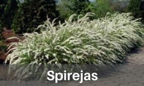 Spirejas