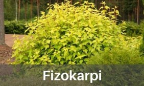 Fizokarpi
