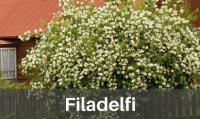 Filadelfi