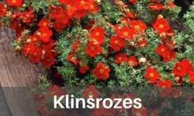 Klinšrozes