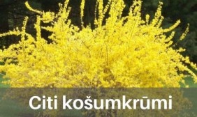 Citi košumkrūmi