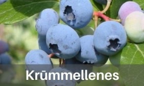 Krūmmellenes