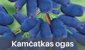 Kamčatkas ogas