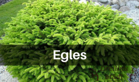 Egles