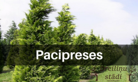 Pacipreses