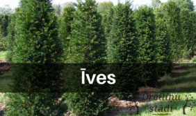 Īves