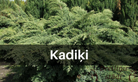 Kadiķi