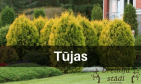 Tūjas