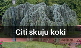 Citi skuju koki