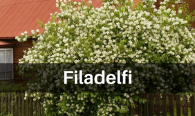 Filadelfi