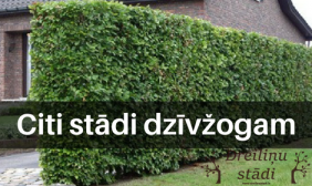 Citi stādi dzīvžogam