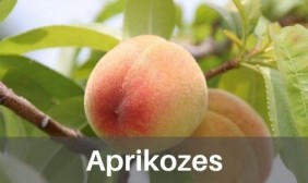 Aprikozes