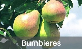 Bumbieres