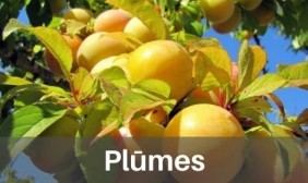 Plūmes