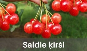 Saldie ķirši
