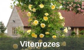 Vīteņrozes
